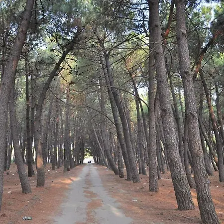 Rozafa Velipoje * Baks-Rrjoll